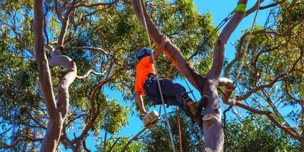 Tree Lopping Service Sydney Costs