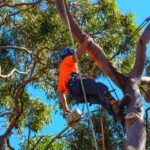 How to Find the Best Sydney Tree Pruning Companies (And Avoid the Rest)