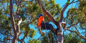 Read more about the article How to Find the Best Sydney Tree Pruning Companies (And Avoid the Rest)