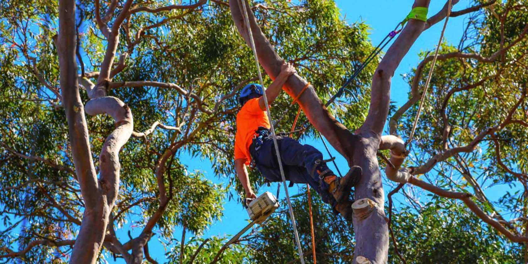 You are currently viewing How to Find the Best Sydney Tree Pruning Companies (And Avoid the Rest)