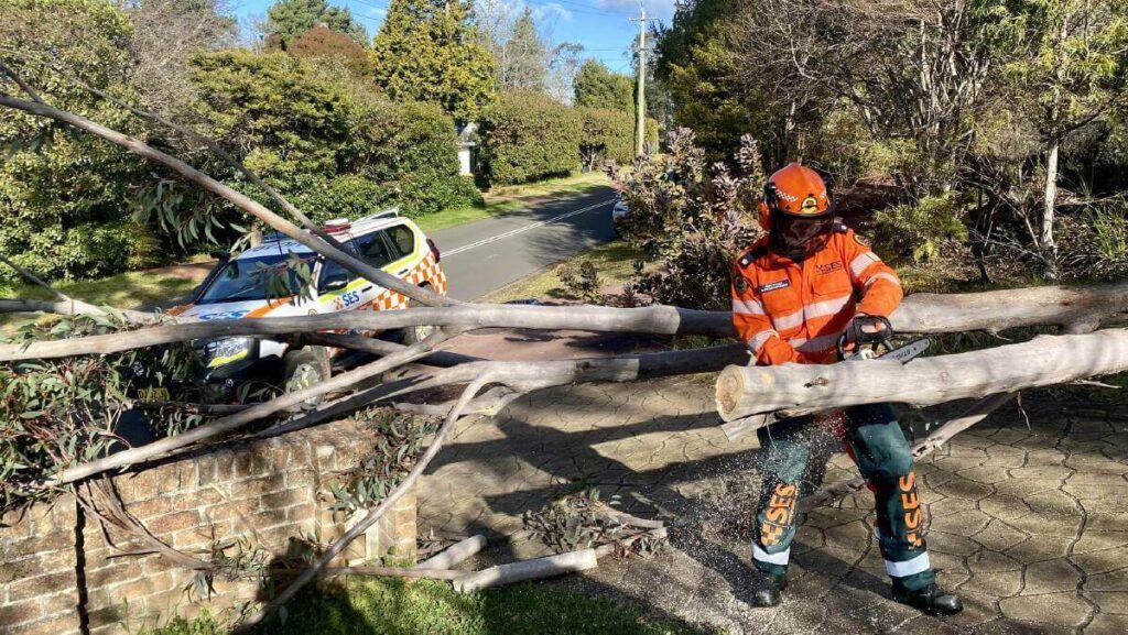 Tree Lopping Service Sydney Costs