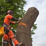 Tree Lopping Service Sydney Costs: What Factors Affect Pricing?