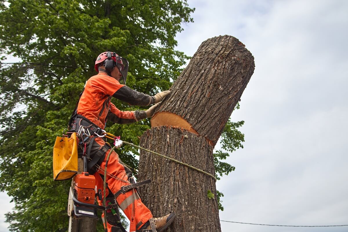 Tree Lopping Service Sydney Costs