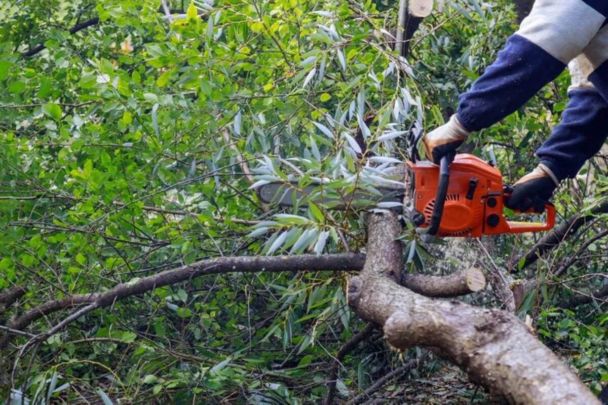 tree removal Sydney during storm season
