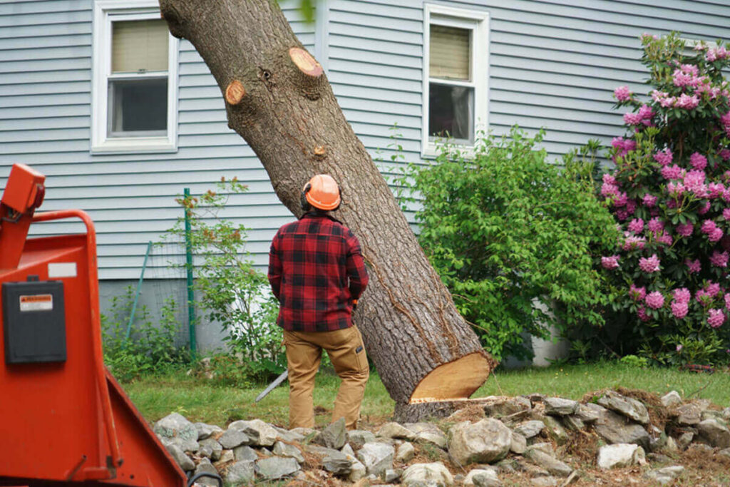Tree Lopping Service Sydney Costs