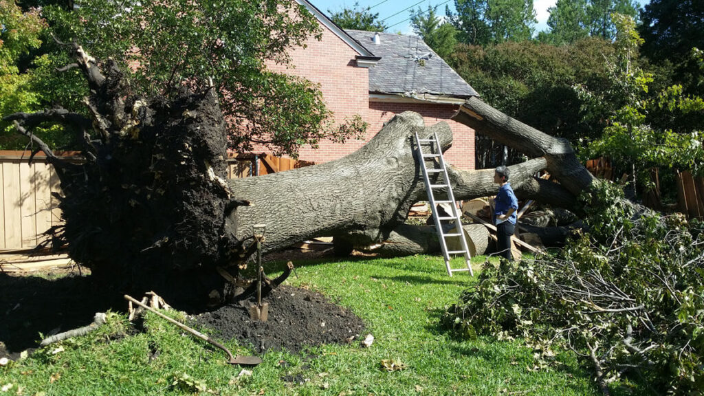 tree removal Sydney during storm season