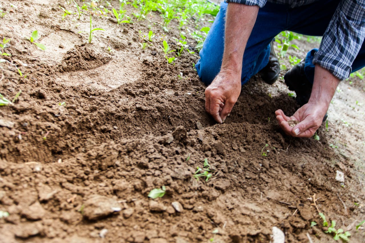 services-03 Close-up of a person planting seeds in soil, emphasizing gardening and cultivation.