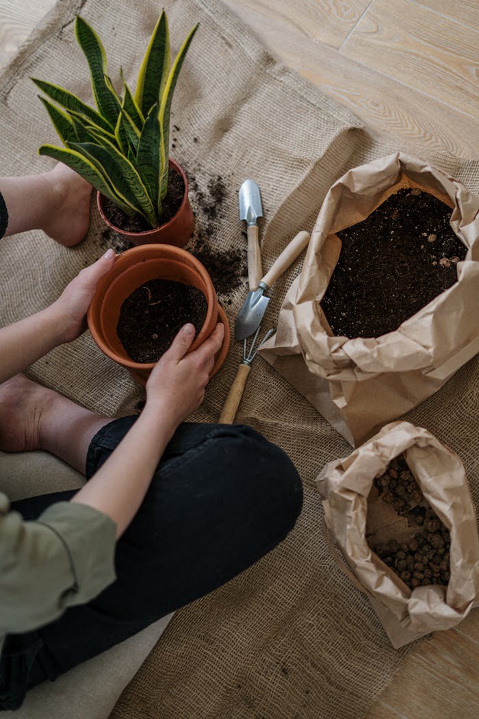 services-04 Hands-on gardening with a snake plant, pots, and soil. Perfect for indoor planting inspiration.