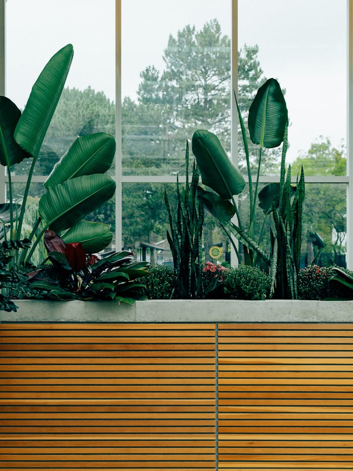 who-we-are Lush green plants in a modern indoor planter against a large window backdrop.