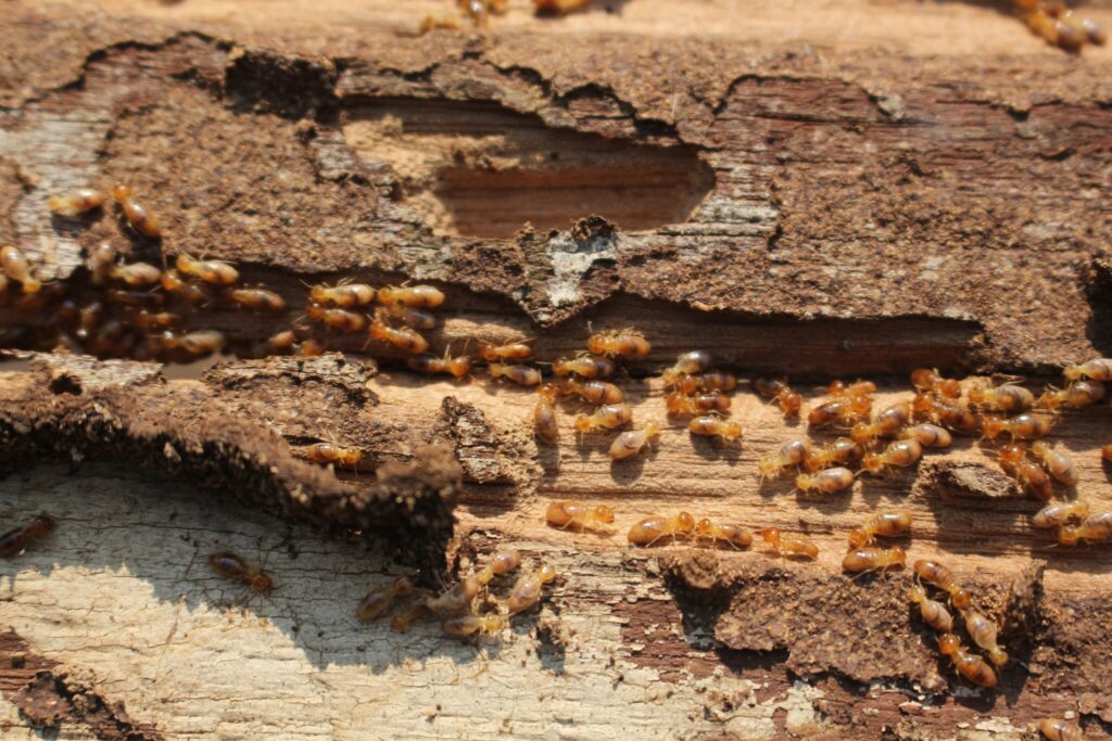 How to Choose a Termite Control Company in Sydney You Can Trust