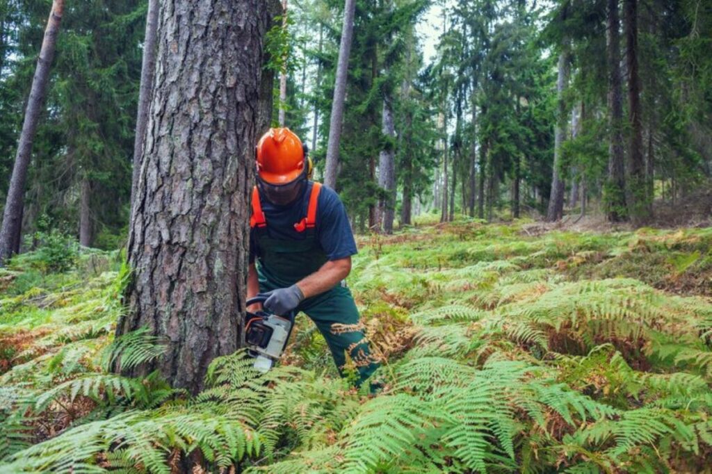 North Shore tree removal