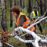 What Type of Trees Need Council Approval for Removal in North Shore