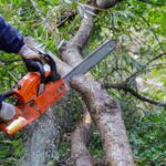 Reliable Tree Lopping Near Me: Expert Tree Care and Safe Canopy Management Across Australia