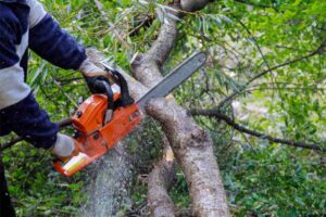 Read more about the article Reliable Tree Lopping Near Me: Expert Tree Care and Safe Canopy Management Across Australia