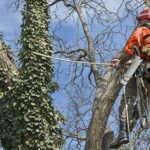 Tree Removal vs. Tree Lopping: Why Lopping Can Be Illegal