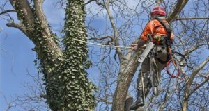 Read more about the article Tree Removal vs. Tree Lopping: Why Lopping Can Be Illegal