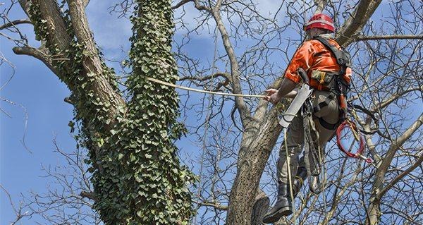 Essential Tips from Experienced Tree Trimmers in Sydney