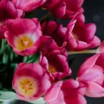 Why Residents Prefer a Florist in Allambie Heights