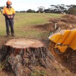 Stump Grinding Sydney: How It Works And What To Expect