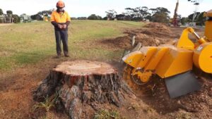Read more about the article Stump Grinding Sydney: How It Works And What To Expect