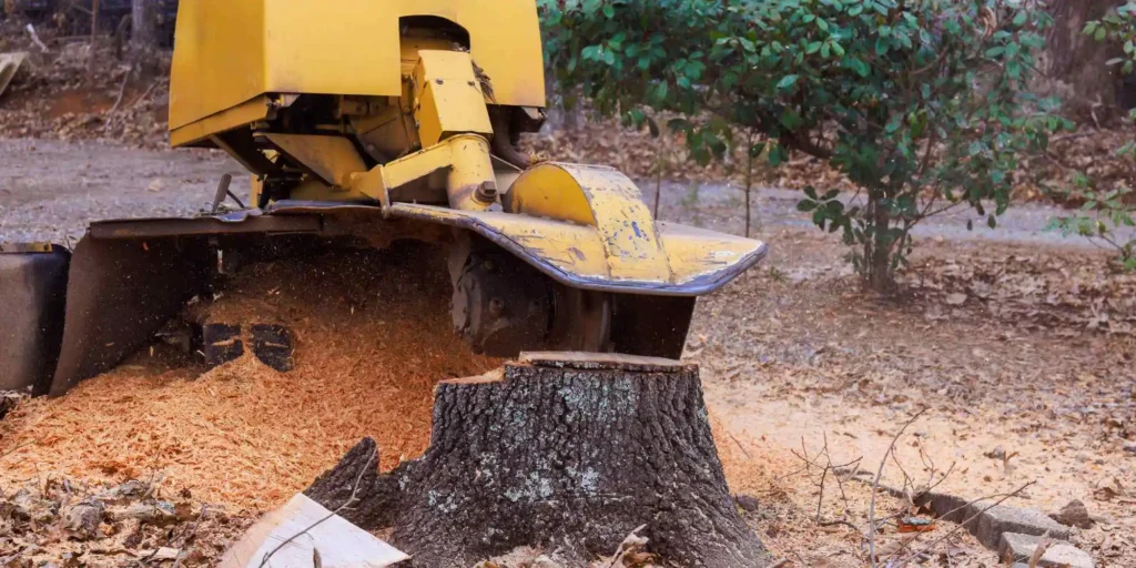 Tree Stump Removal