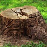 Stump Removal: What Are The Best Methods For Different Sites