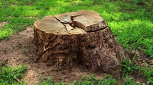 Read more about the article Stump Removal: What Are The Best Methods For Different Sites
