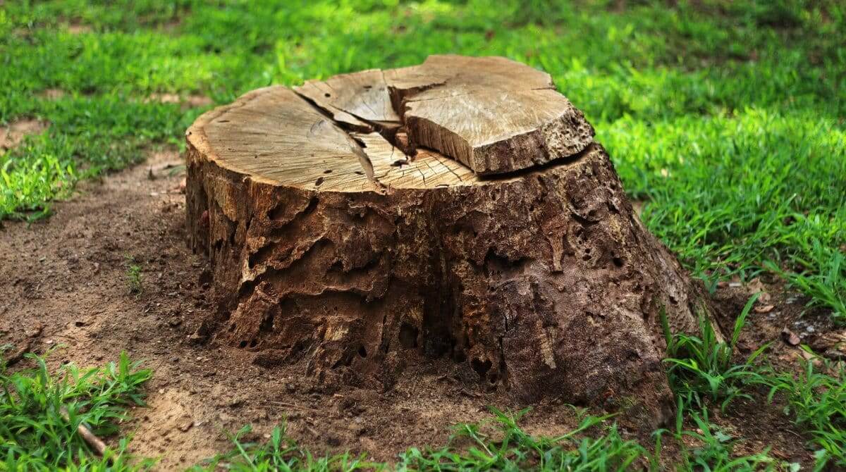 Tree Stump Removal
