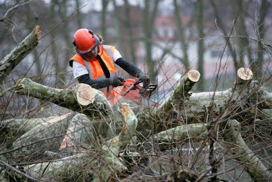 Certified Arborist in Sydney