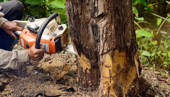 Hiring Tree Removal Services