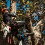 5 Things to Check Before Hiring Tree Removal Services