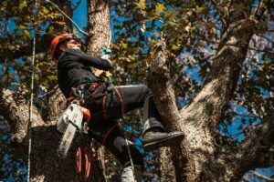 Read more about the article 5 Things to Check Before Hiring Tree Removal Services