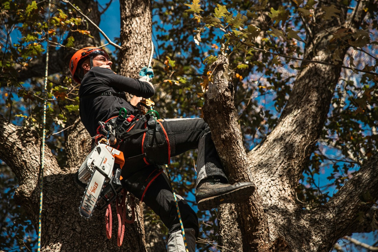 You are currently viewing 5 Things to Check Before Hiring Tree Removal Services