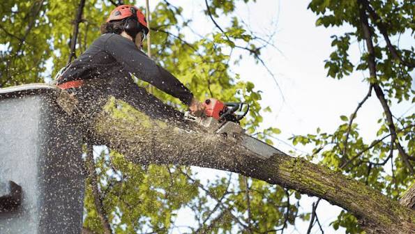 Tree Pruning in Sydney