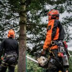 What Does a Certified Arborist in Sydney Actually Do — and When Do You Need One?