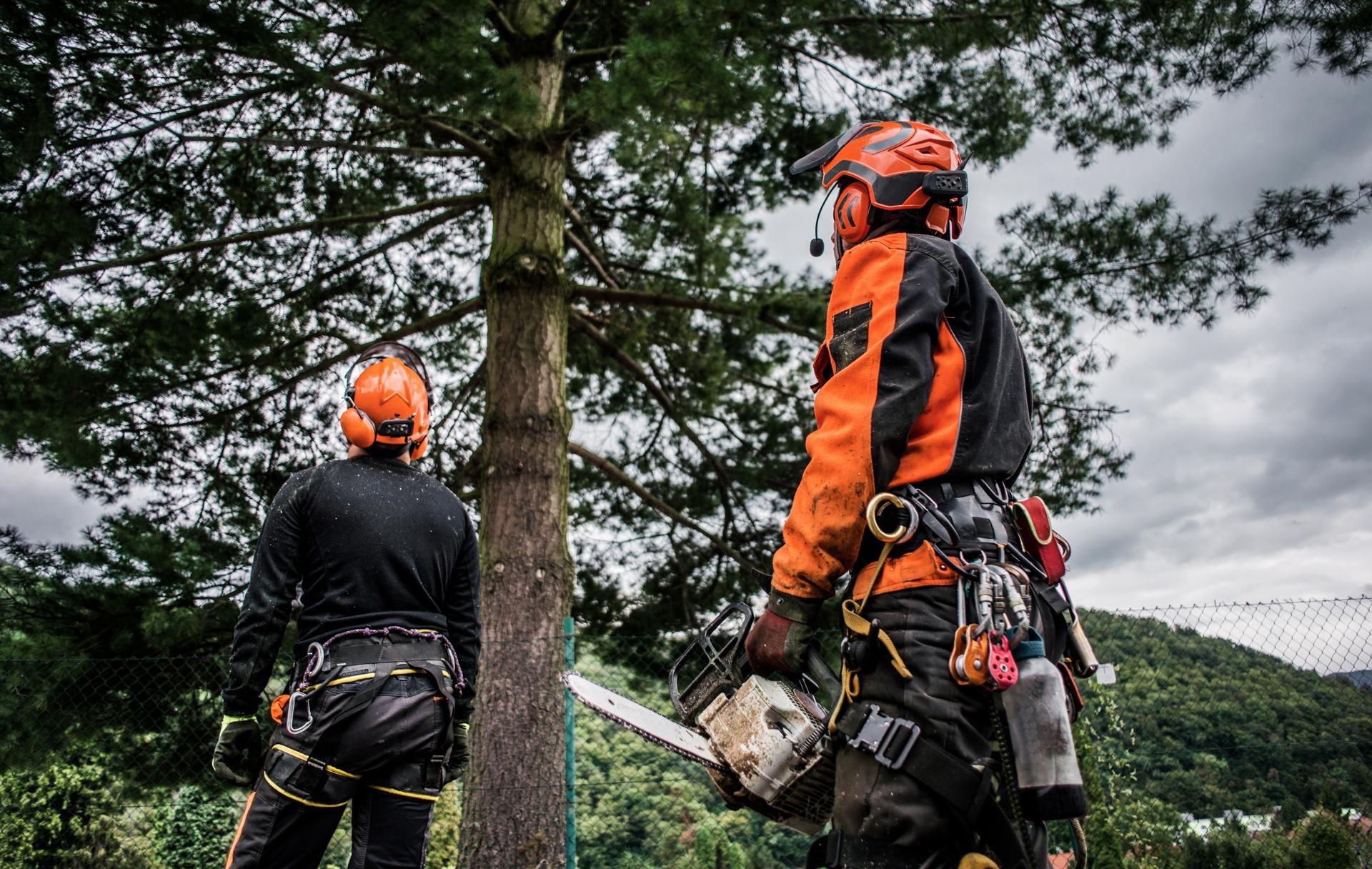 Certified Arborist in Sydney