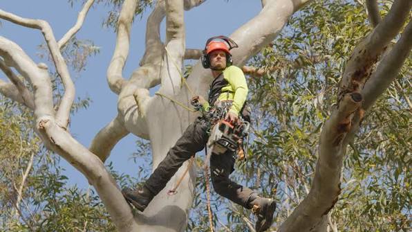 Certified Arborist in Sydney