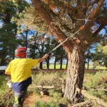 The Right Time for Tree Pruning in Sydney (And Why Most Homeowners Get It Wrong)