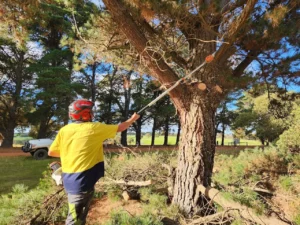 Read more about the article The Right Time for Tree Pruning in Sydney (And Why Most Homeowners Get It Wrong)