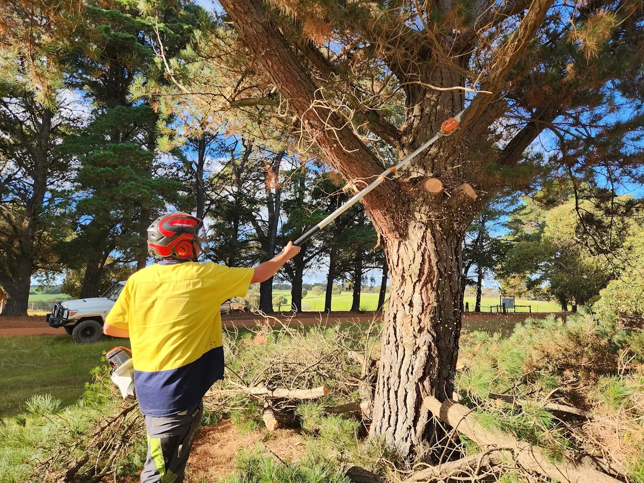 You are currently viewing The Right Time for Tree Pruning in Sydney (And Why Most Homeowners Get It Wrong)