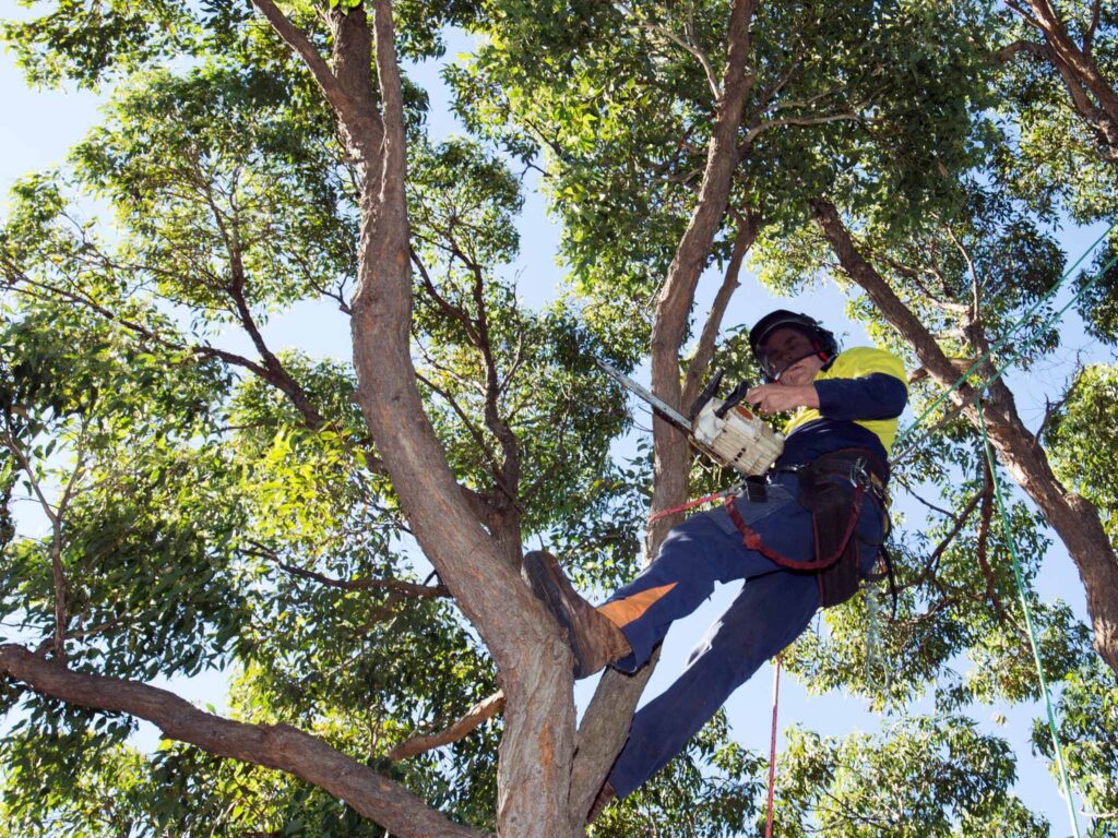 Tree Pruning in Sydney