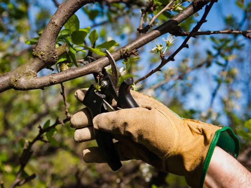 Tree Trimming Near Me: Sydney Pruning, Costs and Timing

