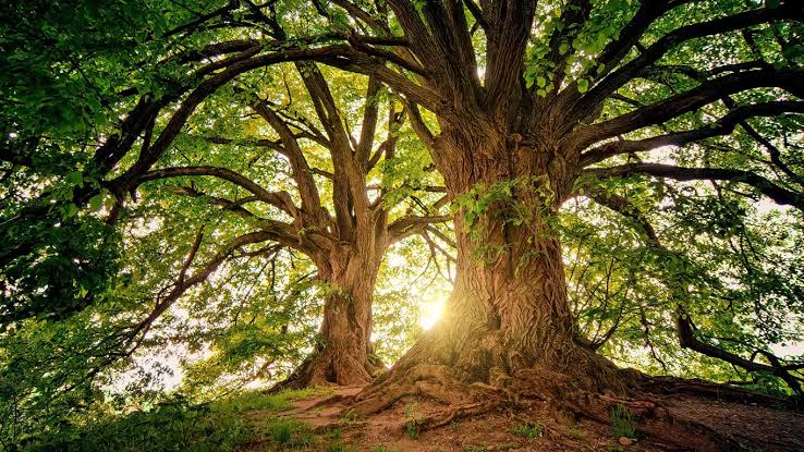 Tree Services Sydney: A Practical Guide to Booking the Right Help