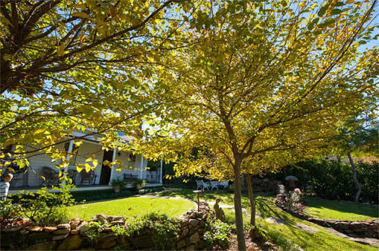 Tree Cutting Services Near Me: Safe Options for Sydney Properties