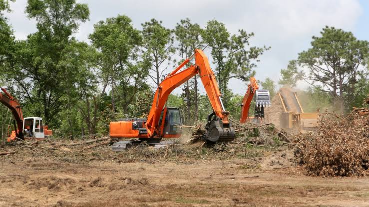 Tree Removal Company: How to Compare Sydney Contractors

