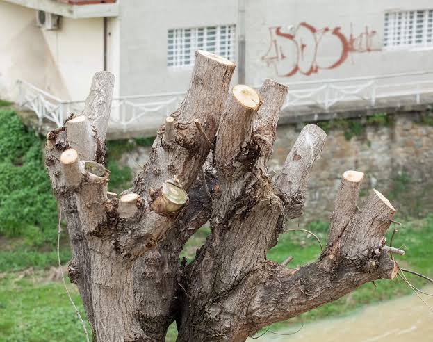 Tree Trimming Near Me: Sydney Pruning, Costs and Timing

