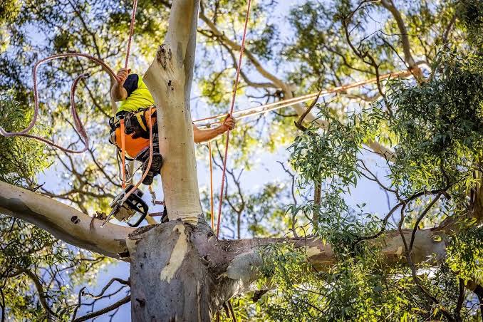 Tree Loppers Near Me: How Sydney Homeowners Should Choose