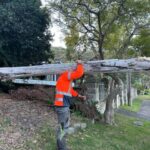 Tree Loppers Near Me: How Sydney Homeowners Should Choose