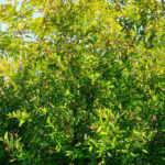Tree Services Sydney: A Practical Guide to Booking the Right Help