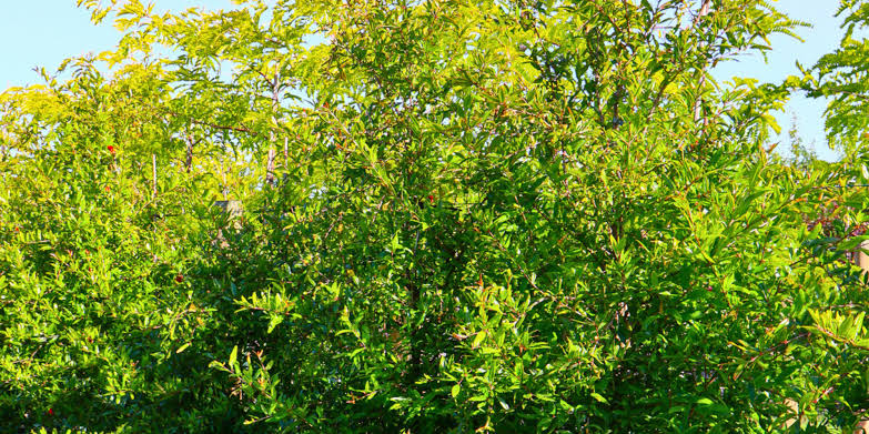 You are currently viewing Tree Services Sydney: A Practical Guide to Booking the Right Help